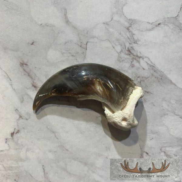 Authentic Polar Bear Claw Taxidermy For Sale