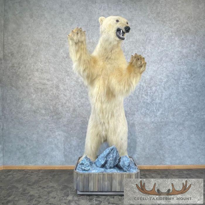 Polar Bear Life-Size Taxidermy Mount For Sale