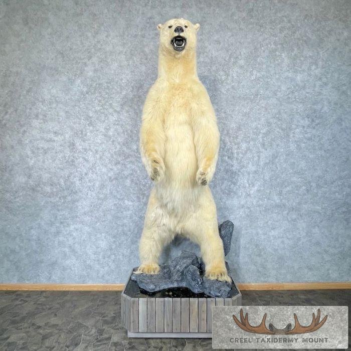 Polar Bear Life-Size Taxidermy Mount For Sale