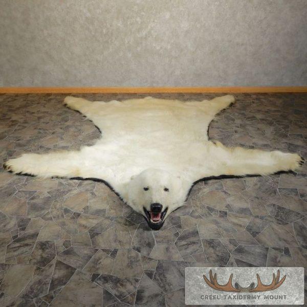 Polar Bear Full-Size Taxidermy Rug Mount For Sale