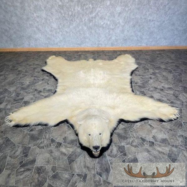 Polar Bear Full-Size Taxidermy Rug Mount For Sale