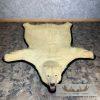 Polar Bear Full-Size Taxidermy Rug Mount For Sale - Image 2