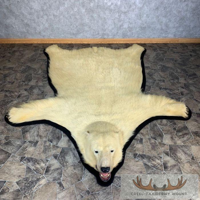 Polar Bear Full-Size Taxidermy Rug Mount For Sale - Image 2
