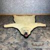 Polar Bear Full-Size Taxidermy Rug Mount For Sale