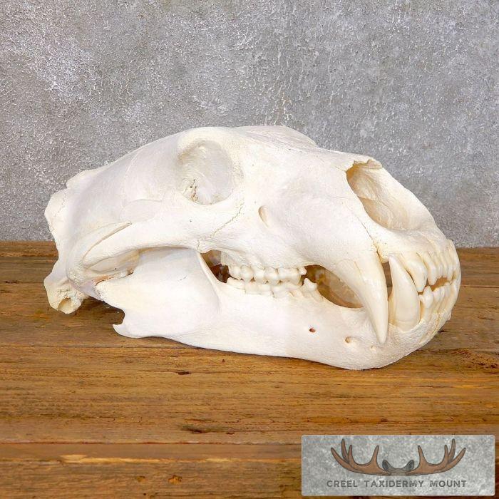 Polar Bear Skull Taxidermy Mount For Sale