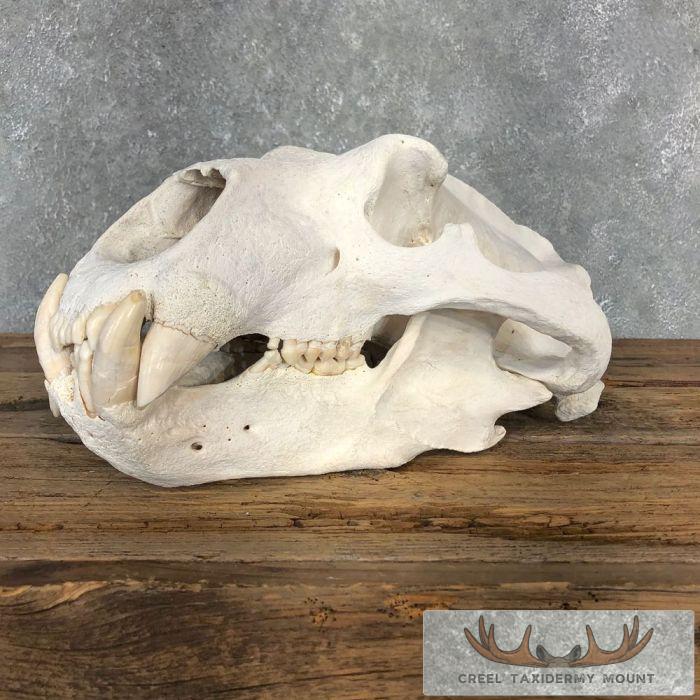 Polar Bear Full Skull Taxidermy Mount For Sale