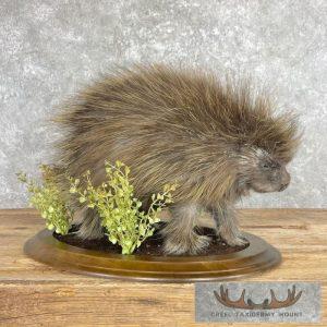 Porcupine Life-Size Taxidermy Mount Taxidermy
