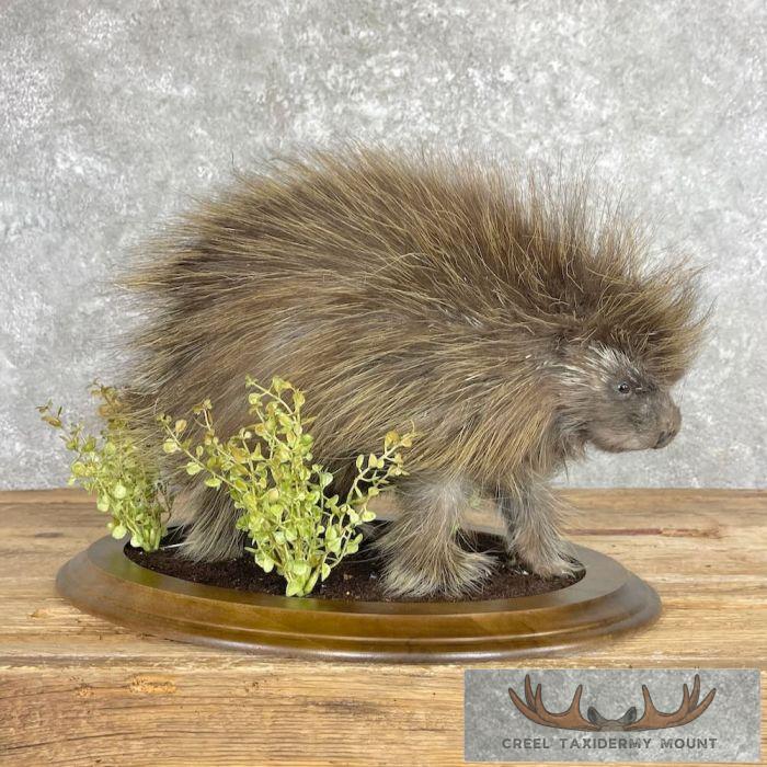 Porcupine Life-Size Taxidermy Mount For Sale