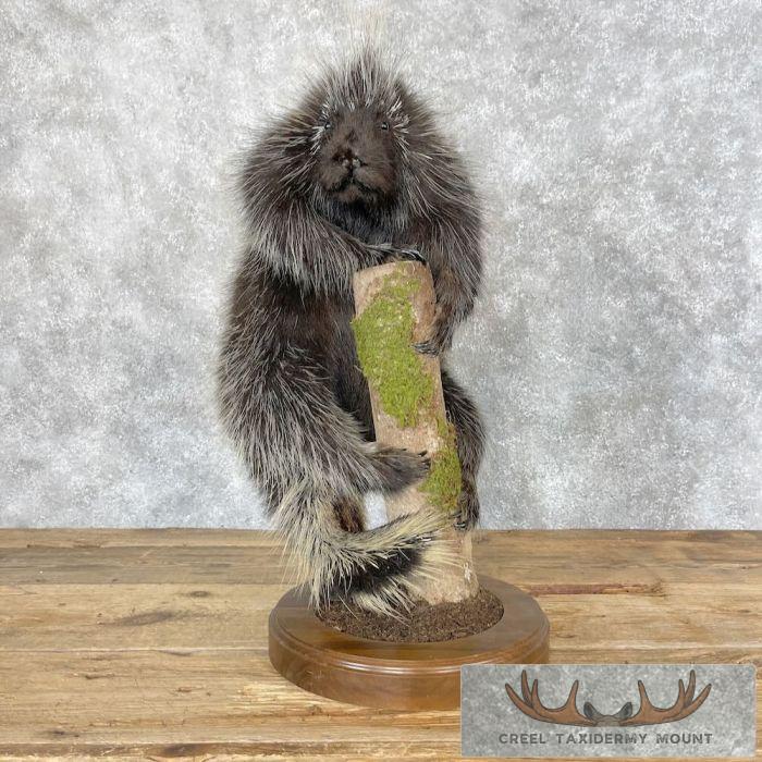 Porcupine Life-Size Taxidermy Mount For Sale