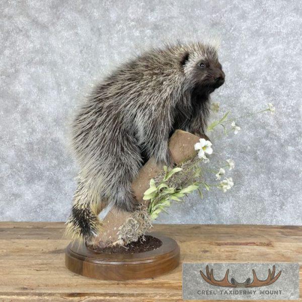 Porcupine Life-Size Taxidermy Mount For Sale