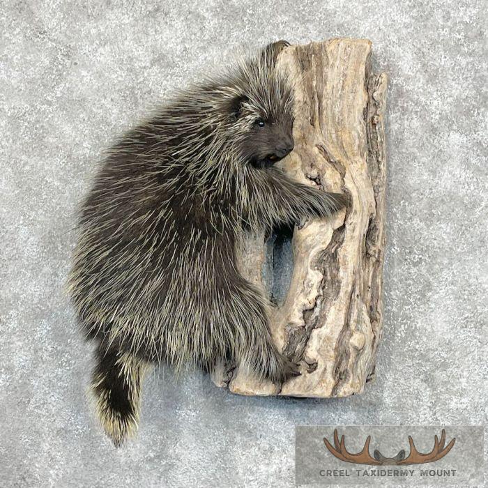 Porcupine Life-Size Taxidermy Mount For Sale