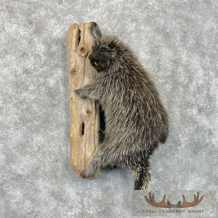 Porcupine Life-Size Taxidermy Mount For Sale