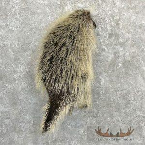 Porcupine Life-Size Taxidermy Mount Taxidermy