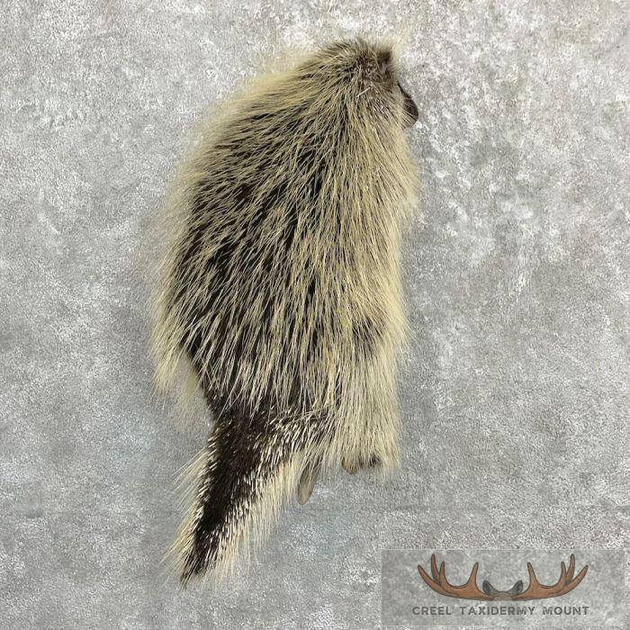 Porcupine Life-Size Taxidermy Mount For Sale