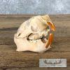 Porcupine Skull Taxidermy For Sale