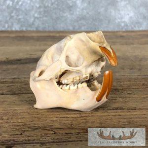Porcupine Skull Taxidermy