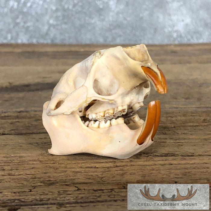 Porcupine Skull Taxidermy For Sale