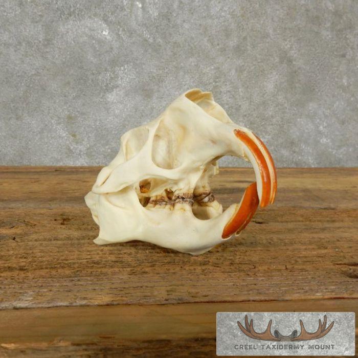 Porcupine Skull Taxidermy For Sale