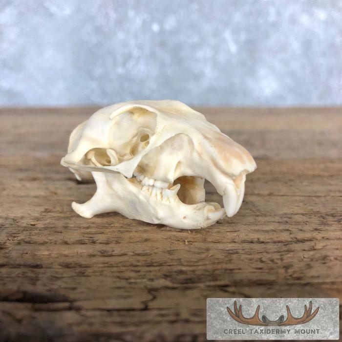 Prairie Dog Full Skull Taxidermy Mount For Sale