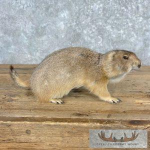 Prairie Dog Life-Size Taxidermy Mount Taxidermy