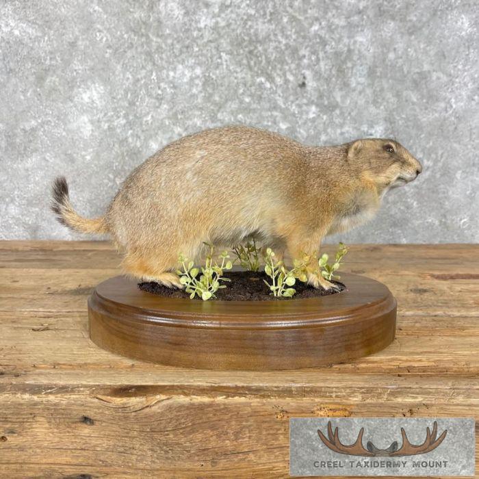 Prairie Dog Life-Size Taxidermy Mount For Sale