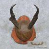 Pronghorn Antelope Horn Plaque Taxidermy For Sale