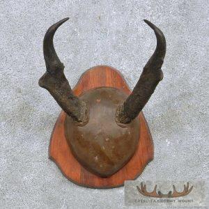 Pronghorn Antelope Horn Plaque Taxidermy
