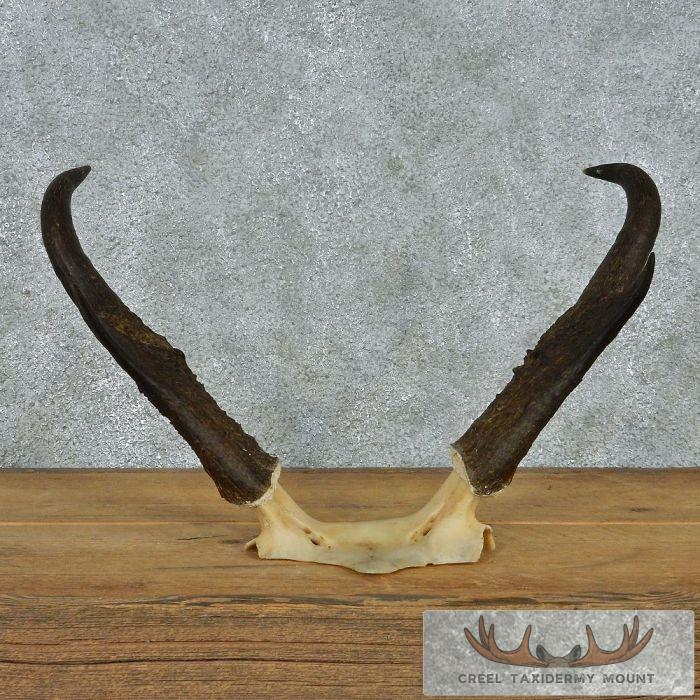 Pronghorn Antelope Taxidermy Horns For Sale