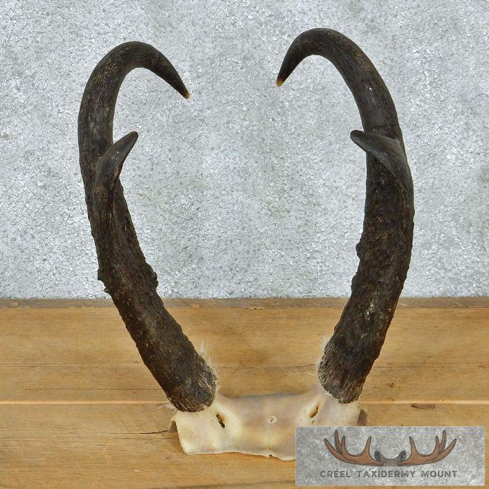 Pronghorn Antelope Horns