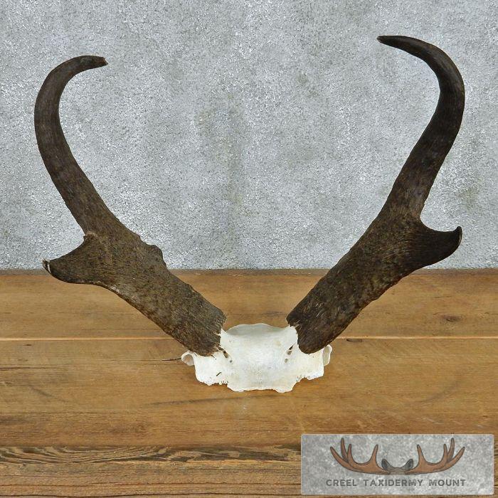 Pronghorn Antelope Horns