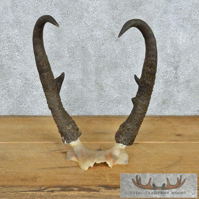 Pronghorn Antelope Taxidermy Horns For Sale
