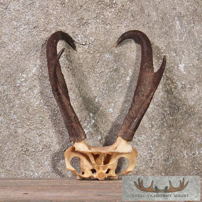 Pronghorn Antelope Horns