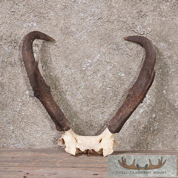 Pronghorn Antelope Horns