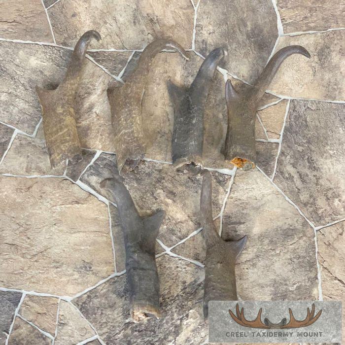 Pronghorn Antelope Horn Craft Pack For Sale