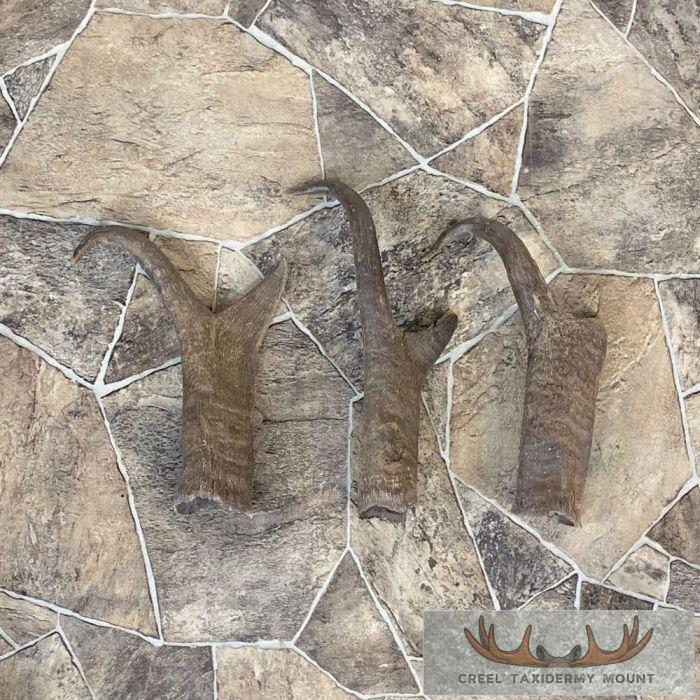 Pronghorn Antelope Horn Craft Pack For Sale