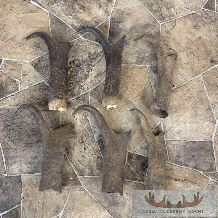 Pronghorn Antelope Horn Craft Pack For Sale