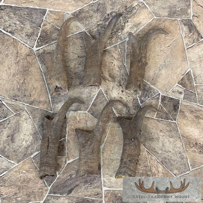 Pronghorn Antelope Horn Craft Pack For Sale