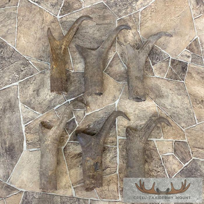 Pronghorn Antelope Horn Craft Pack For Sale