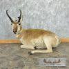 Pronghorn Antelope Life-Size Taxidermy Mount For Sale