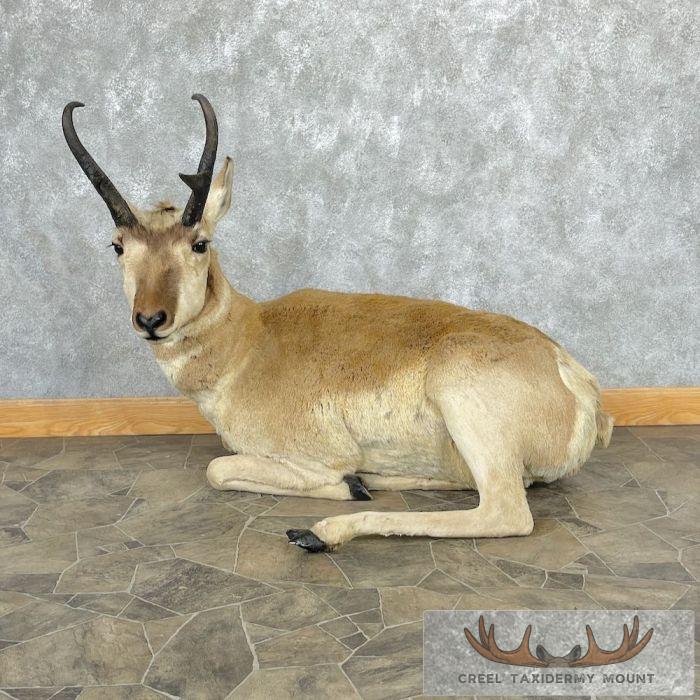 Pronghorn Antelope Life-Size Taxidermy Mount For Sale