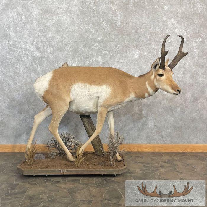 Pronghorn Antelope Life-Size Taxidermy Mount For Sale