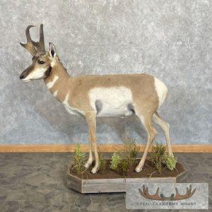 Pronghorn Antelope Life-Size Taxidermy Mount Taxidermy