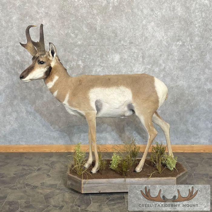 Pronghorn Antelope Life-Size Taxidermy Mount For Sale