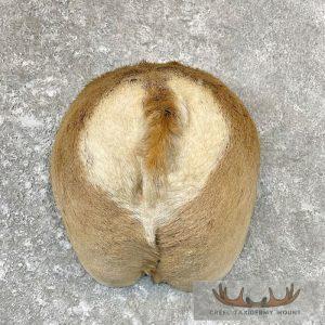 Pronghorn Antelope Rear Taxidermy Mount Taxidermy