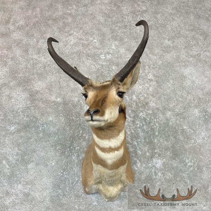Pronghorn Antelope Taxidermy Shoulder Mount For Sale