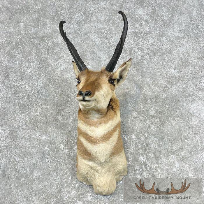Pronghorn Antelope Taxidermy Shoulder Mount For Sale