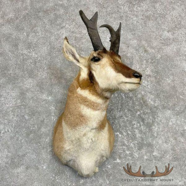 Pronghorn Antelope Taxidermy Shoulder Mount For Sale