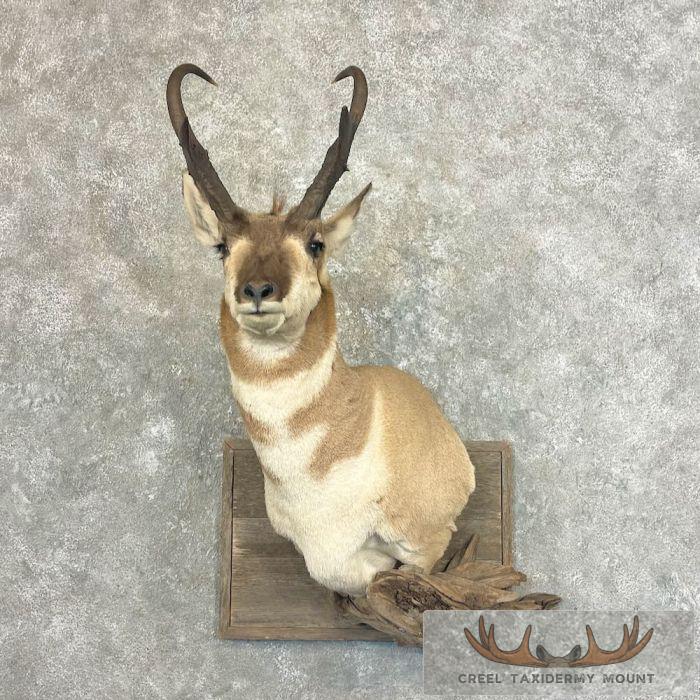 Pronghorn Antelope Taxidermy Shoulder Mount For Sale