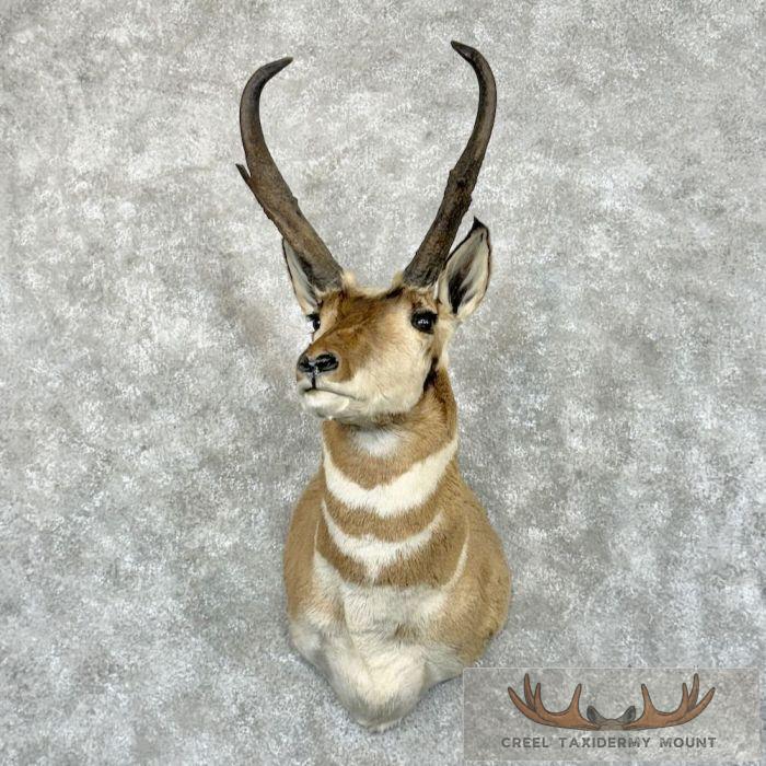 Pronghorn Antelope Taxidermy Shoulder Mount For Sale