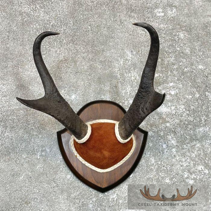 Pronghorn Plaque Taxidermy Mount For Sale